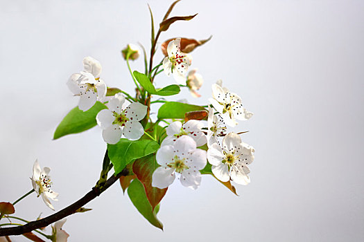 美丽的梨花图片_美丽的梨花图片大全_美丽的梨花图片素材