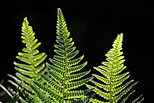 羊齿植物,逆光