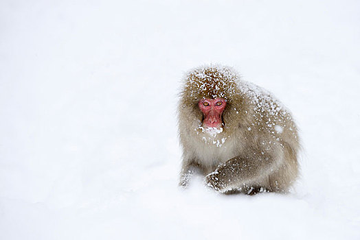 日本猕猴,雪猴,坐,雪,长野,日本,亚洲