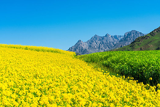 青海海北祁连县卓尔山景祁连山上的油菜花海