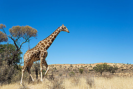 南方长颈鹿,长颈鹿,雄性,卡拉哈里沙漠,卡拉哈迪大羚羊国家公园,南非,非洲