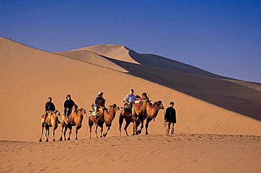 骆驼,西部,旅行者,沙漠,敦煌,甘肃,丝绸之路,中国