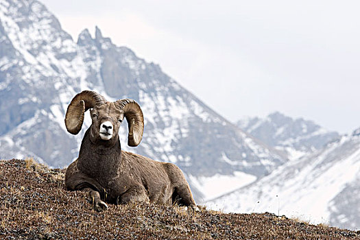 大角羊,西部,艾伯塔省,加拿大