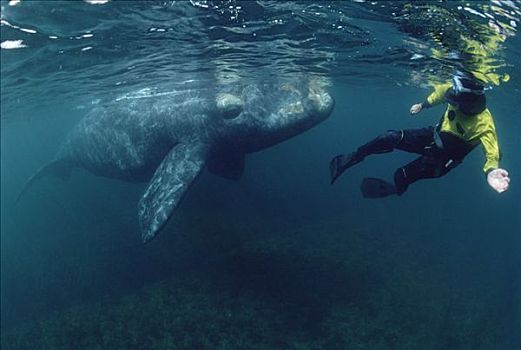 潜水,友好,南露脊鲸,瓦尔德斯半岛,阿根廷
