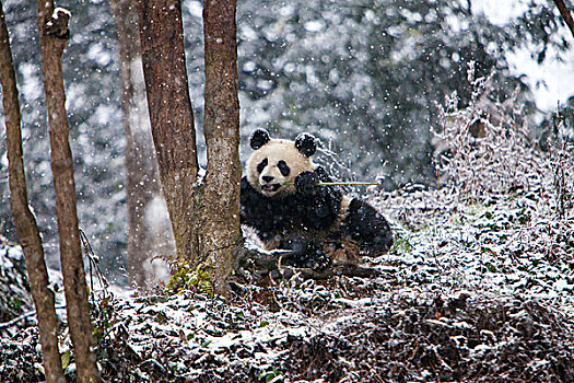 成都,熊猫,大熊猫,下雪,画廊