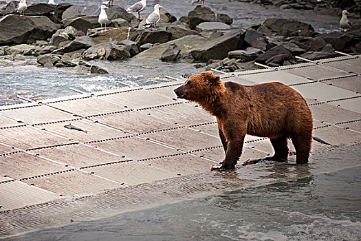大灰熊,棕熊,靠近,三文鱼,农场,瓦尔德斯半岛,阿拉斯加,美国