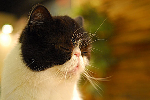 设计,多,可爱,表演,平衡巴黎,法国德文雷克斯猫,蹲,位置缅甸,曼德勒