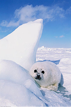 鞍纹海豹,冰,马德琳群岛,魁北克,加拿大