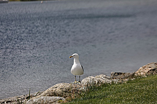 瓦纳卡湖畔的海鸥