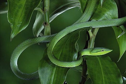 绿色,藤,蛇,保护色,雨林,叶子,哥斯达黎加