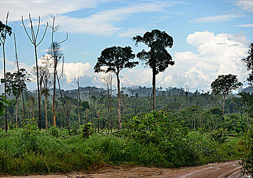 雨林,林中空地,伐木,亚马逊雨林,巴西,南美