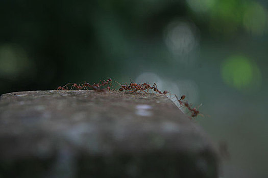 马来西亚沙捞越州沙捞越,穆鲁山国家公园热带雨林的蚂蚁