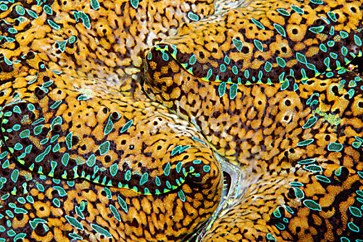 巨蛤,特写,大堡礁,世界遗产,昆士兰,澳大利亚,太平洋