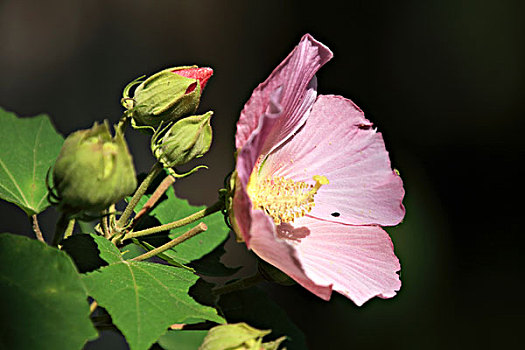 芙蓉花