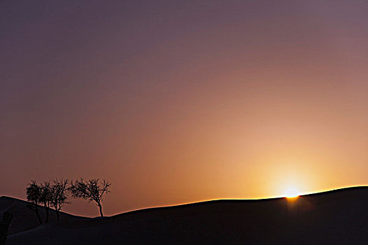 沙漠,日落,秃树,靠近,阿布扎比,阿联酋