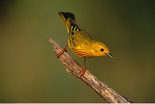 黄色,鸣禽,瑞欧格兰山谷,德克萨斯,美国