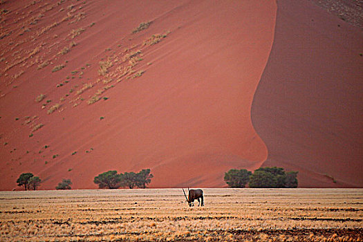长角羚羊,纳米比沙漠,公园