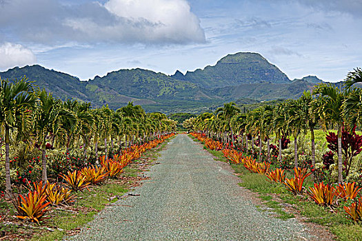 私家车道,考艾岛,夏威夷,美国