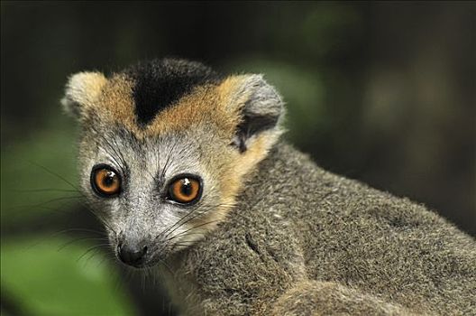 冠,狐猴,安卡拉那特别保护区,马达加斯加