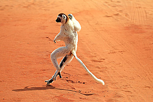 马达加斯加狐猴,维氏冕狐猴,成年,跳跃,贝伦提保护区,马达加斯加,非洲