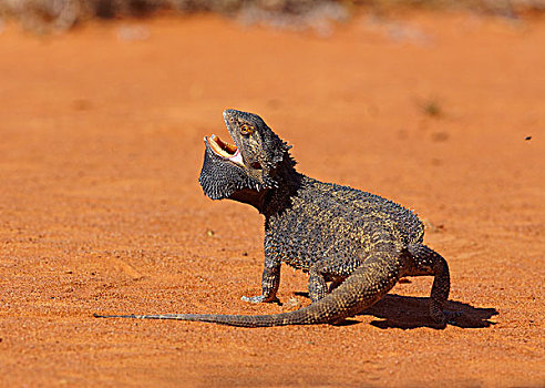 鬃狮蜥,防卫姿势,昆士兰,澳大利亚