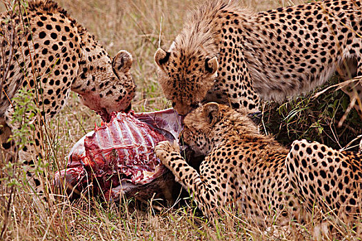 印度豹,猎豹,角马,杀,马赛马拉,野生动植物保护区,肯尼亚