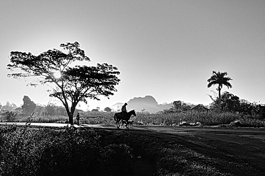 男人,骑马,日出,维尼亚雷斯,古巴,中美洲
