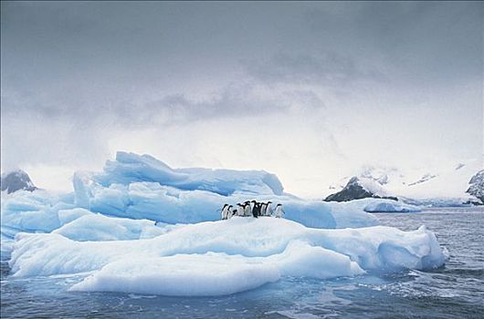 阿德利企鹅,群,冰山,南极半岛