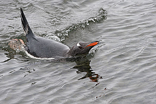 巴布亚企鹅,游泳,南乔治亚
