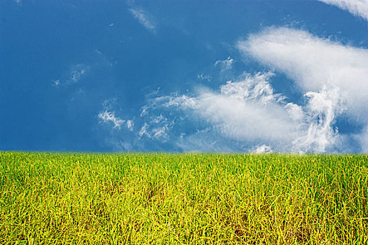 稻田,蓝天,白云,背景