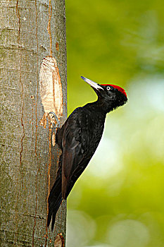 黑啄木鸟,雄性,坐,入口,洞,北莱茵-威斯特伐利亚,德国,欧洲