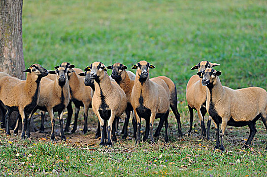 成群,喀麦隆,绵羊,站立,草场
