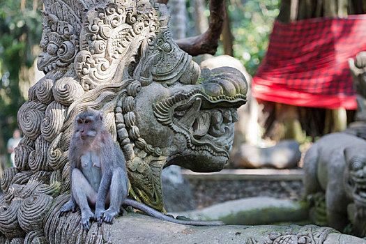 猴子,神圣,树林,乌布,巴厘岛,印度尼西亚