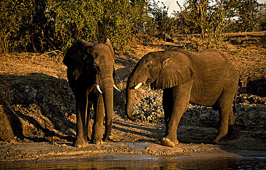 两个,非洲象,站立,河边,赞比西河,维多利亚瀑布,国家公园,津巴布韦