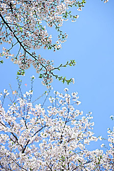 樱花蓝天户外