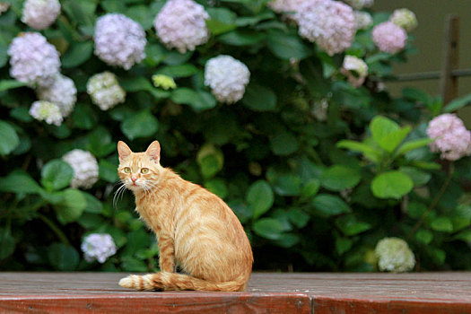 猫和绣球花