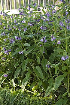 聚合草,紫草科植物