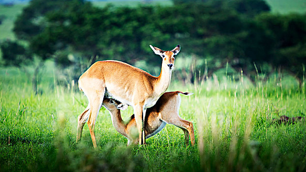母鹿,哺乳,鹿,秋天,国家公园,乌干达