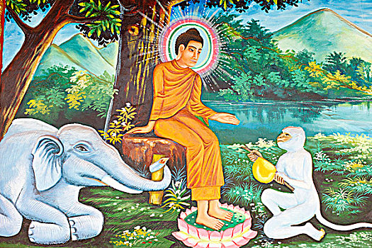 柬埔寨,收获,舞会,寺院,生活,佛,大象,猴子