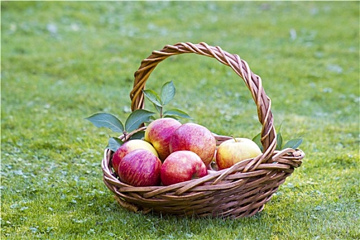 红苹果,篮子,秋天,花园