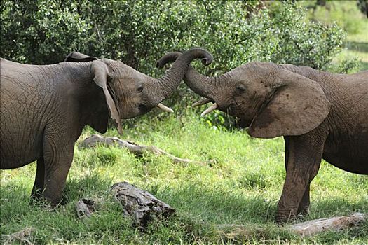 非洲,灌木,大象,非洲象,两个,幼兽,玩,萨布鲁国家公园,肯尼亚