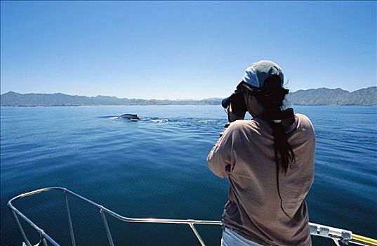 蓝鲸,鳍,鲸尾叶突,鲸,研究人员,加利福尼亚湾,墨西哥