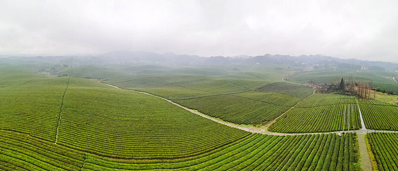 贵州湄潭,万亩茶海给大自然披上绿色地毯