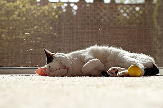 猫,睡觉,阳光