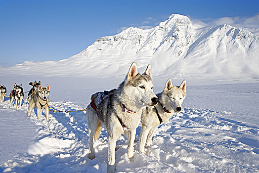 瑞典,拉普兰,国家公园,爱斯基摩犬,冬天
