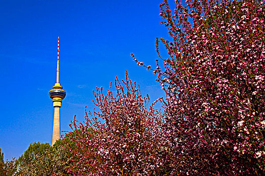盛开的海棠花和中央电视塔