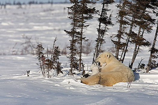 双胞胎,北极熊,幼兽,依偎,母亲,雪地,瓦普斯克国家公园,曼尼托巴,加拿大,冬天