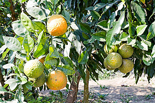 橘子,成功,孟加拉,培育,橙子,十二月,2008年