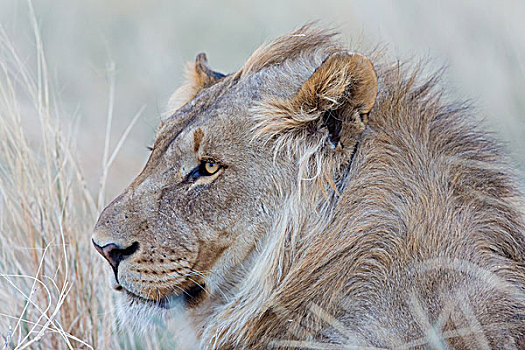 狮子,水坑,纳米比亚