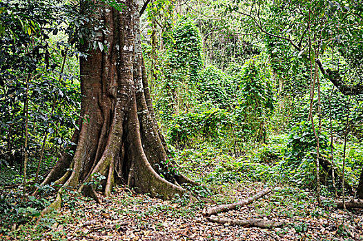 树,粗厚,树干,热带,山林,雨林,萨尔瓦多,中美洲,拉丁美洲